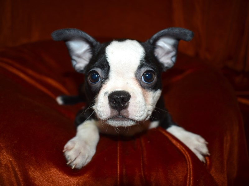 Boston Terrier-Female-Black and White-3506995-Petland Dunwoody Puppies For Sale