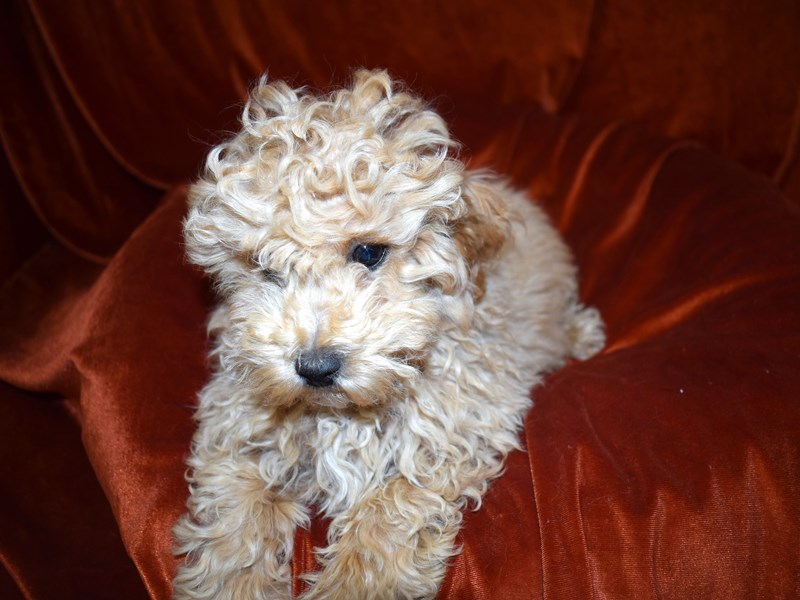 Malti-Poo-Female-Apricot-3518573-Petland Dunwoody