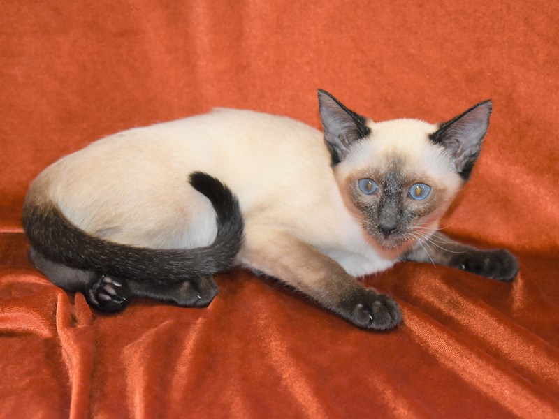 Siamese-Female-Seal Point-3405166-Petland Dunwoody