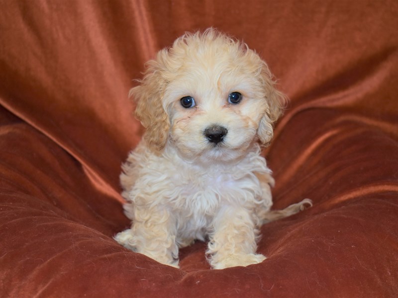Cock-A-Chon-Male-Cream-3443414-Petland Dunwoody Puppies For Sale