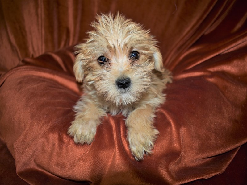 Morkie-DOG-Female-Gold-3464361-Petland Dunwoody Puppies For Sale
