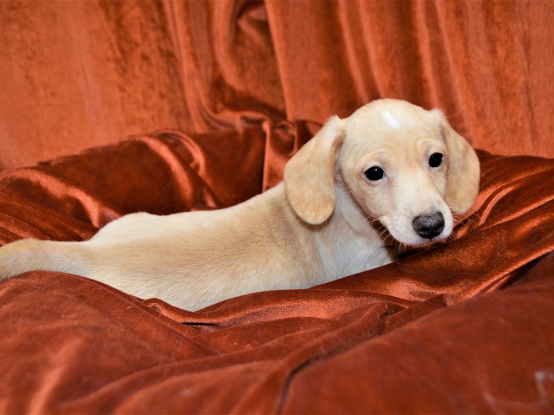 Miniature Dachshund-Female-Black and Tan-3456126-Petland Dunwoody