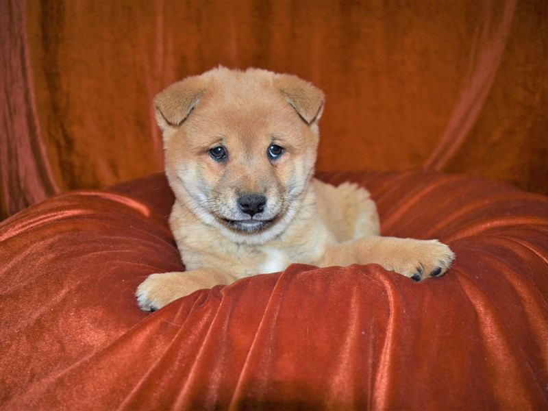 Shiba Inu-Male-Sesame-3497860-Petland Dunwoody Puppies For Sale