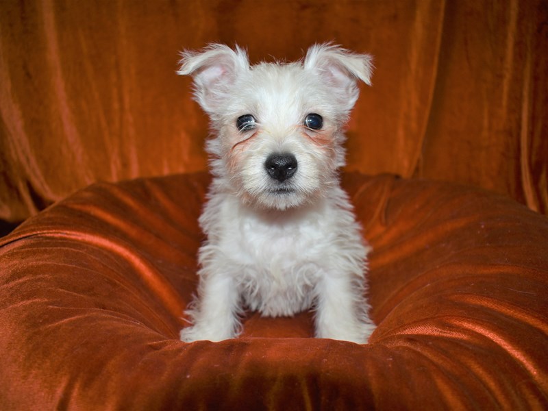 West Highland White Terrier-Female-White-3496304-Petland Dunwoody