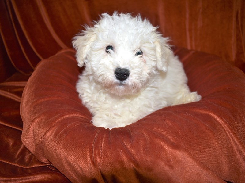 Bichon Frise-Male-White-3517762-Petland Dunwoody Puppies For Sale