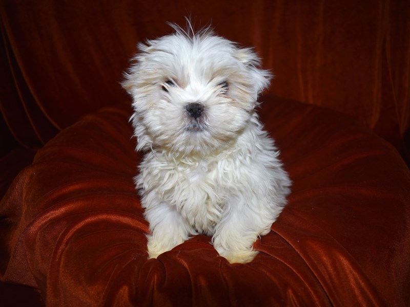 Malshih-Female-Brown and White-3517879-Petland Dunwoody