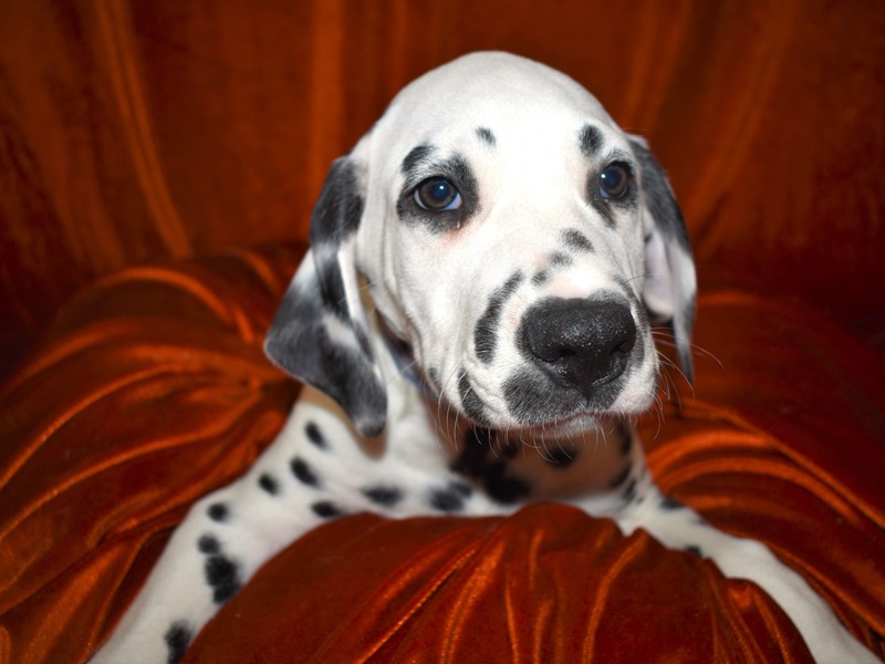 Dalmatian-Male-White and Black-3539307-Petland Dunwoody