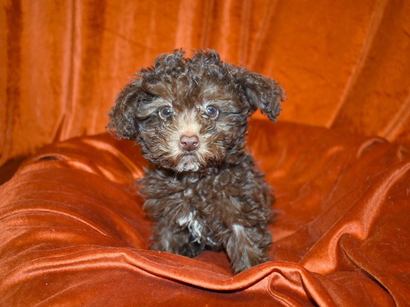 Toy Aussie Poo-Female-Black-3539236-Petland Dunwoody Puppies For Sale