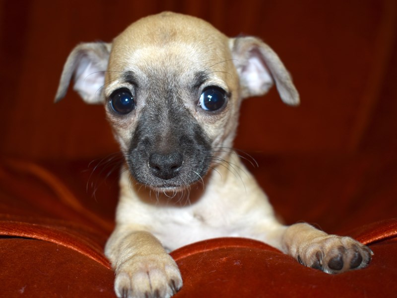 Chihuahua-Female-Fawn-3539456-Petland Dunwoody Puppies For Sale