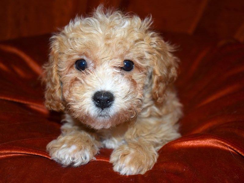 Bichon-Poo-Female-Apricot-3540006-Petland Dunwoody