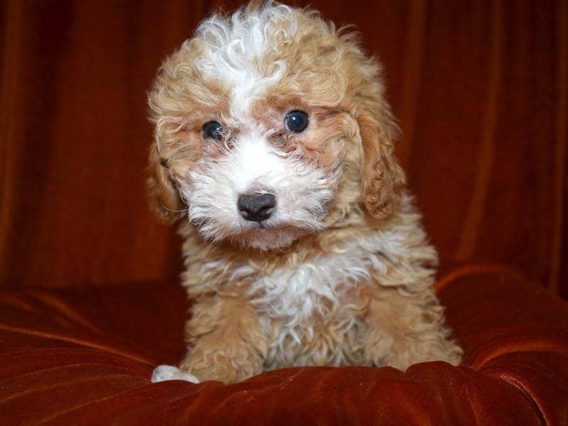 Bichon-Poo-Male-Apricot-3539989-Petland Dunwoody Puppies For Sale