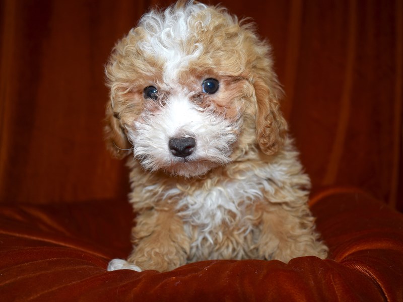 Bichon-Poo-Male-Apricot-3539989-Petland Dunwoody