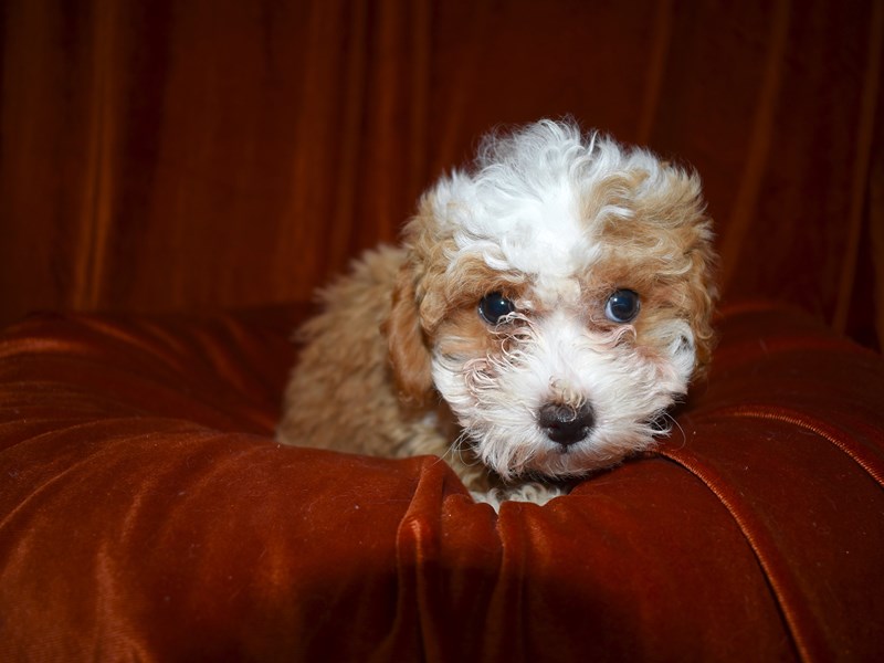Bichon-Poo-Female-Apricot-3540000-Petland Dunwoody Puppies For Sale