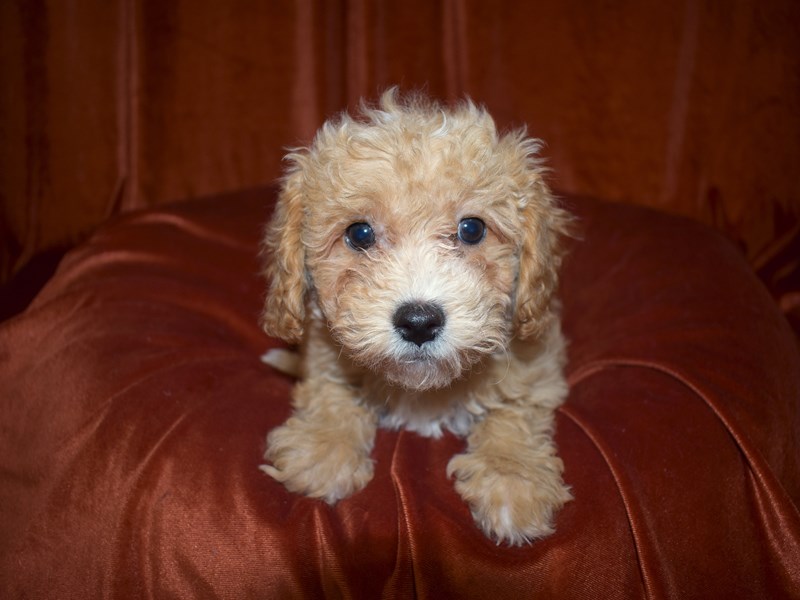 Bichon-Poo-Female-Apricot-3539994-Petland Dunwoody Puppies For Sale