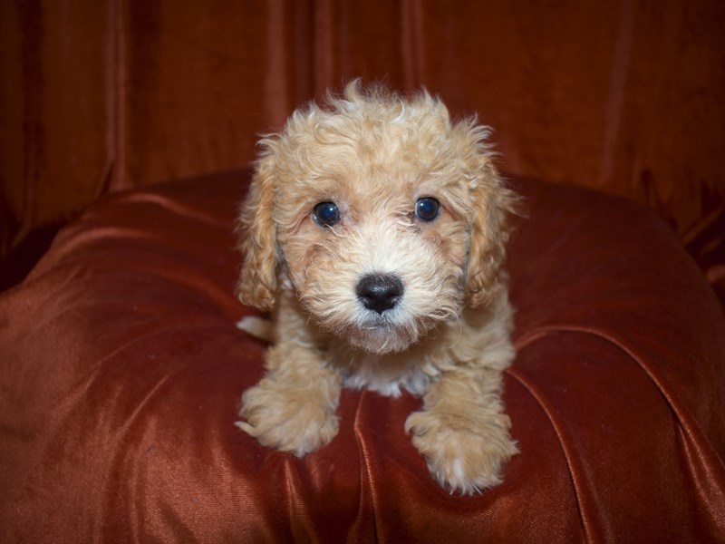 Bichon-Poo-Female-Apricot-3539994-Petland Dunwoody