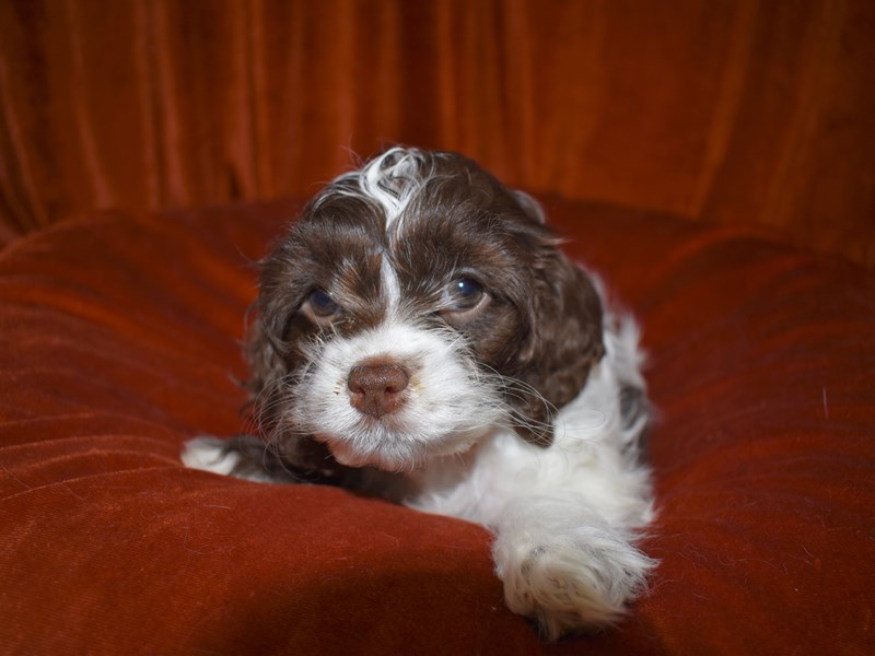 Cock-A-Poo-Female-Chocolate and White-3540209-Petland Dunwoody Puppies For Sale