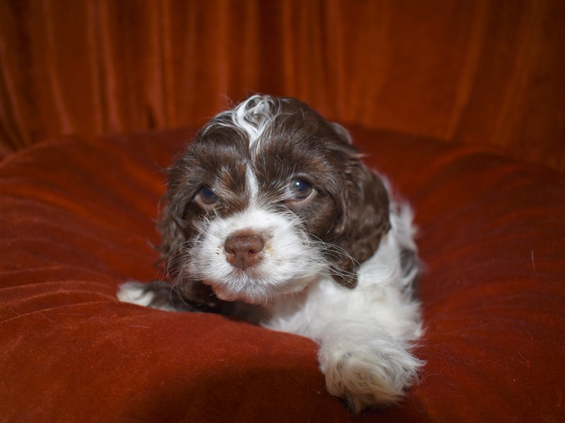 Cock-A-Poo-Female-Chocolate and White-3540209-Petland Dunwoody