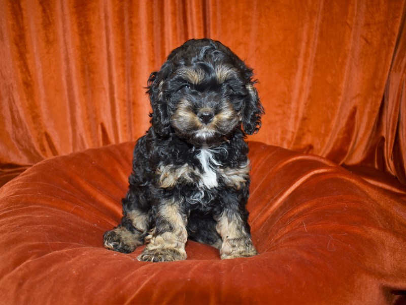 Cock-A-Poo-Male-Black and Tan-3540217-Petland Dunwoody