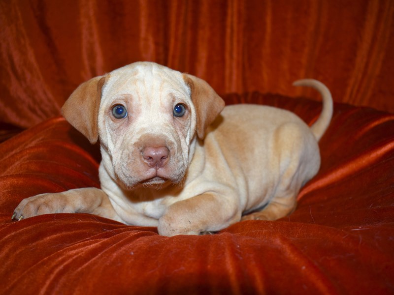 Mini Walrus-Male-Tan-3540271-Petland Dunwoody