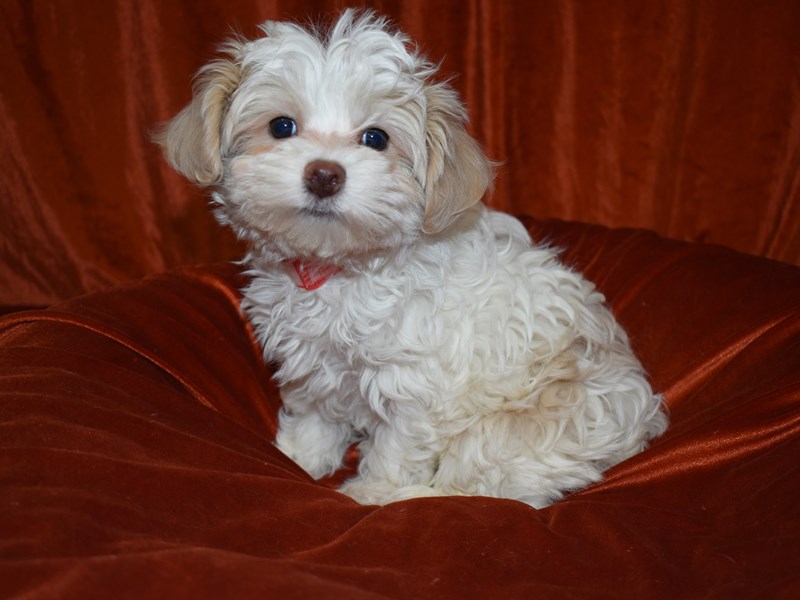 Malti-Poo-Female-Cream-3540237-Petland Dunwoody Puppies For Sale