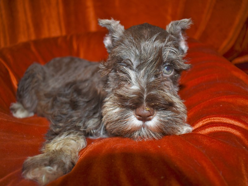Miniature Schnauzer-Female-Liver and Pepper-3549849-Petland Dunwoody Puppies For Sale