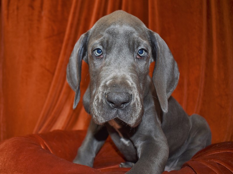 Great Dane-Male-Blue-3551938-Petland Dunwoody