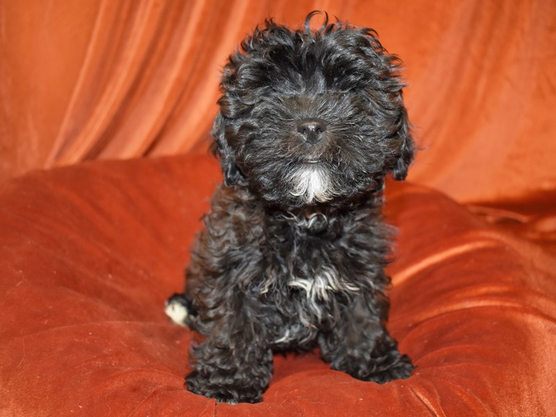 Shih-Poo-Female-Black-3552069-Petland Dunwoody Puppies For Sale