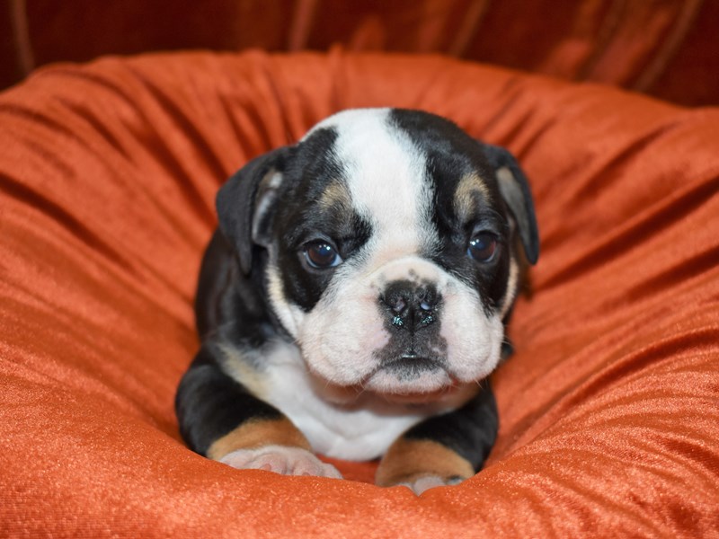 English Bulldog-Female-Black Red and White-3560300-Petland Dunwoody Puppies For Sale