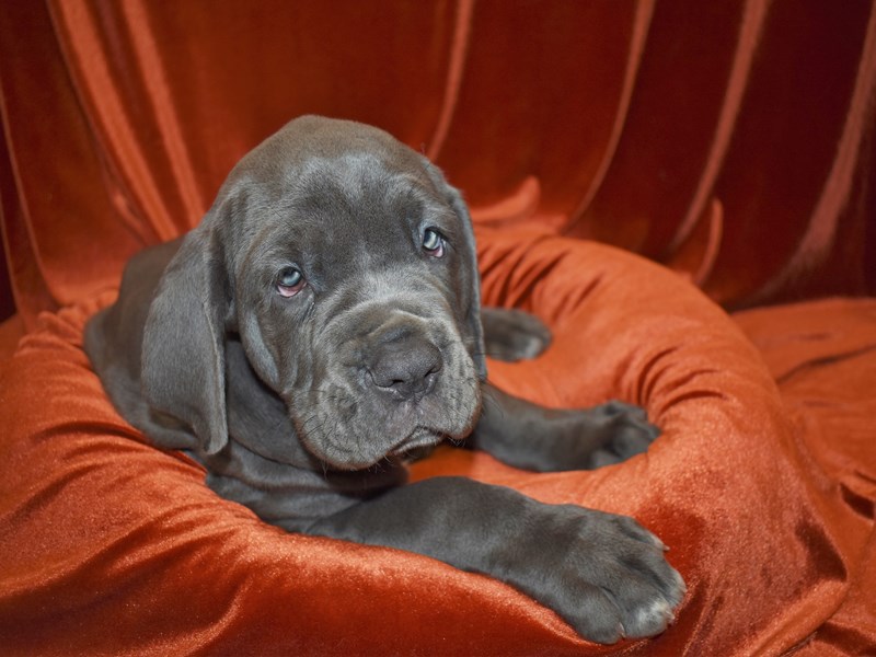 Neapolitan Mastiff-Male-Blue-3561504-Petland Dunwoody