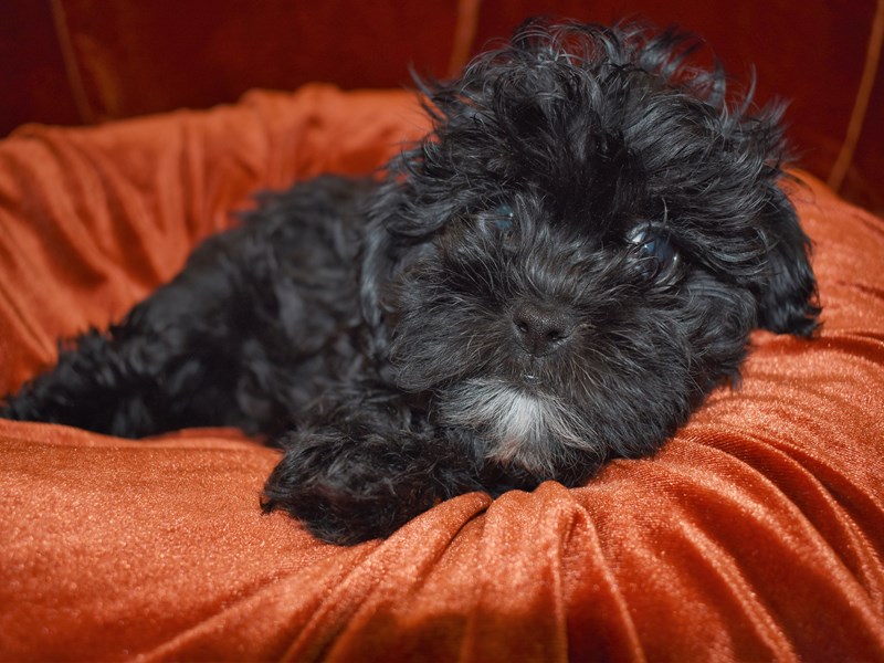 Shih-Poo-Female-Black and White-3571115-Petland Dunwoody Puppies For Sale