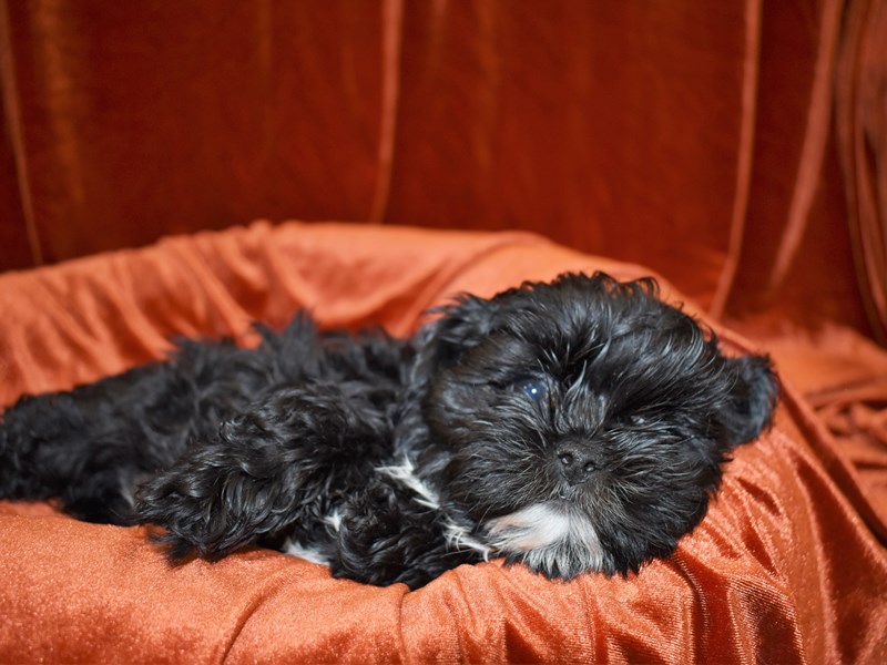 Shih-Poo-Female-Black and White-3571158-Petland Dunwoody Puppies For Sale