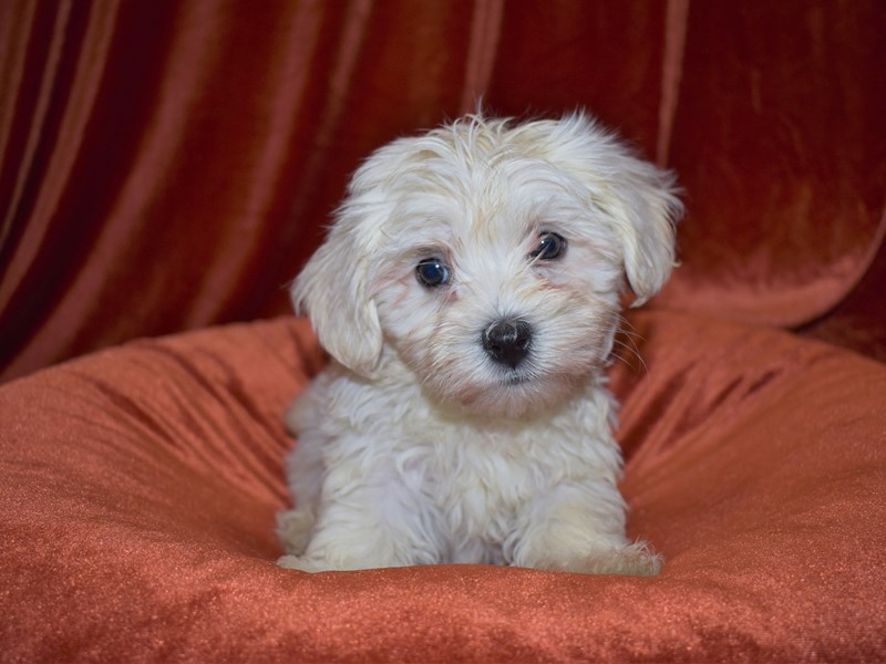 Havamalt-Male-White-3572357-Petland Dunwoody Puppies For Sale