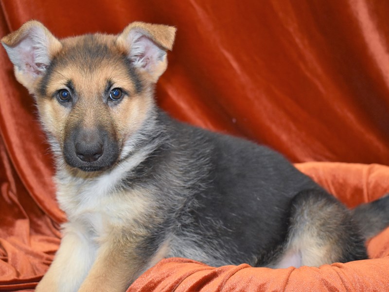 German Shepherd-Female--3572387-Petland Dunwoody Puppies For Sale