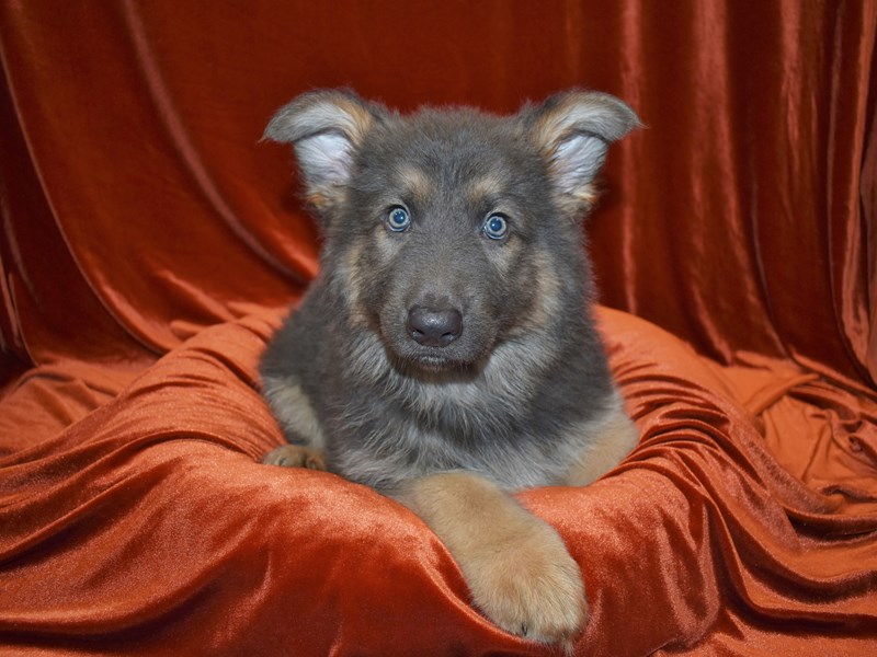German Shepherd-Male--3572390-Petland Dunwoody Puppies For Sale