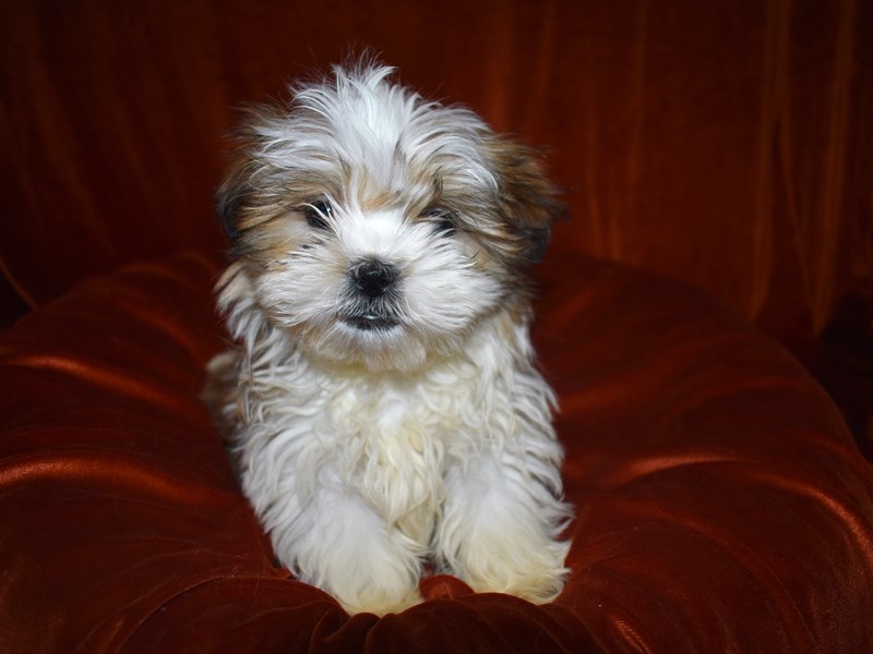 Malshih-Male-Brown and White-3517872-Petland Dunwoody Puppies For Sale