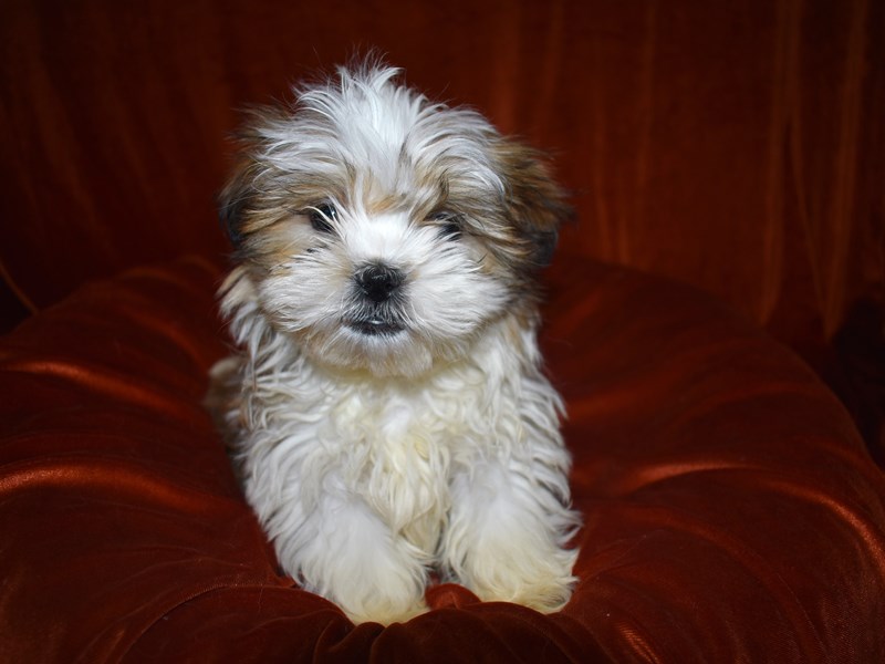 Malshih-Male-Brown and White-3517872-Petland Dunwoody