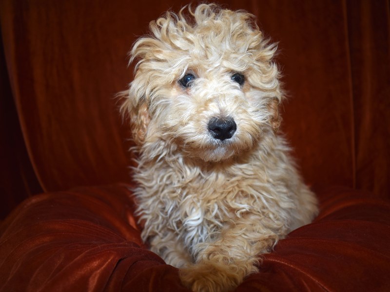 Malti-Poo-Male-Apricot-3518584-Petland Dunwoody