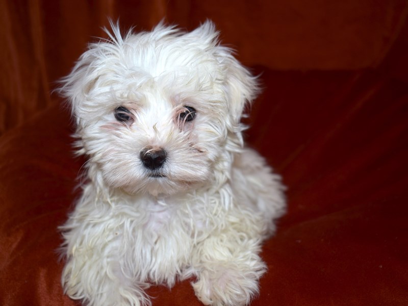 Maltese-DOG-Female-White-3549958-Petland Dunwoody Puppies For Sale
