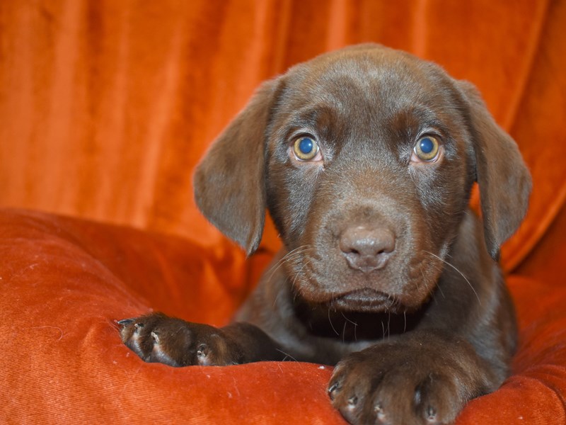 Labrador Retriever-Male-Chocolate-3551990-Petland Dunwoody Puppies For Sale
