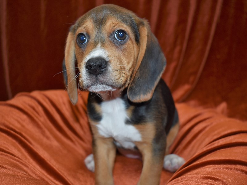 Beagle-Male-Black Fawn and White-3560443-Petland Dunwoody Puppies For Sale