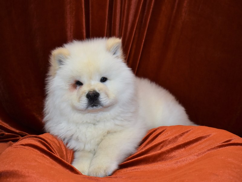 Chow Chow-Male-Cream-3560332-Petland Dunwoody Puppies For Sale