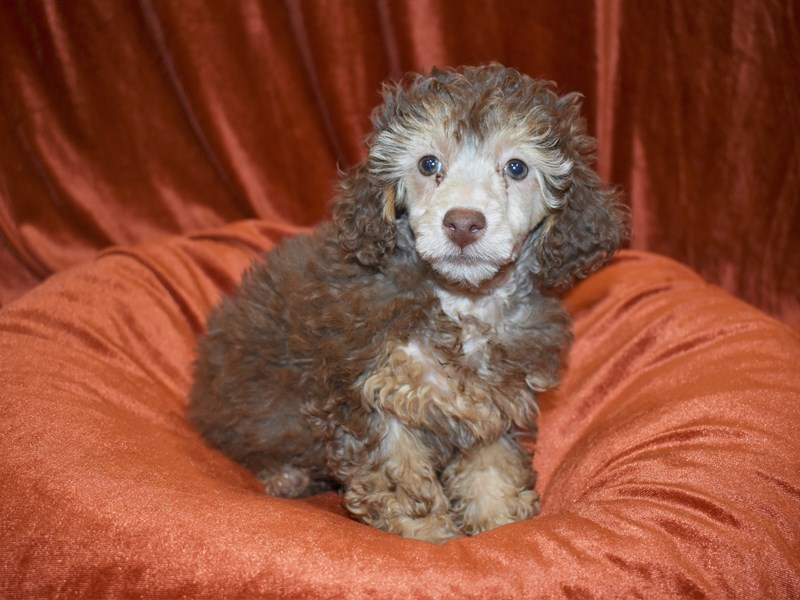 Poodle-Female-Brown-3560512-Petland Dunwoody Puppies For Sale