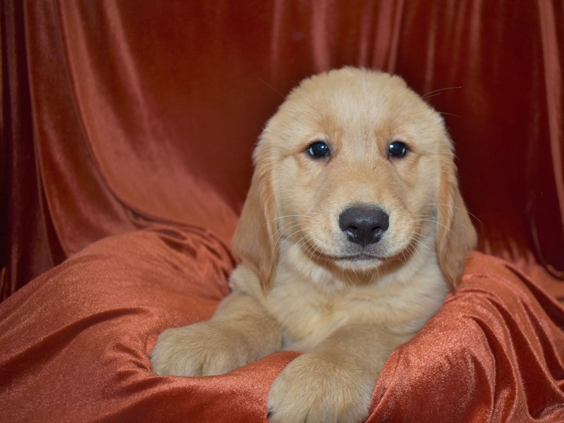 Golden Retriever-Female-Golden-3561692-Petland Dunwoody Puppies For Sale