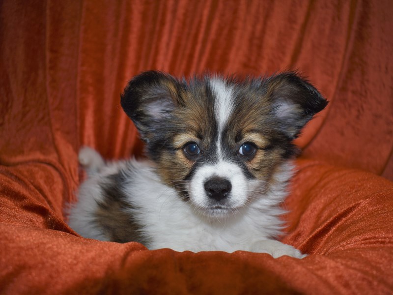 Papillon-Male-Sable and White-3570149-Petland Dunwoody Puppies For Sale