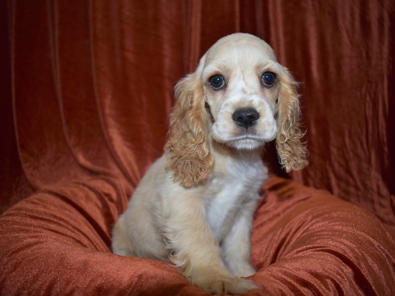 Cocker Spaniel-Female-Buff-3570055-Petland Dunwoody Puppies For Sale