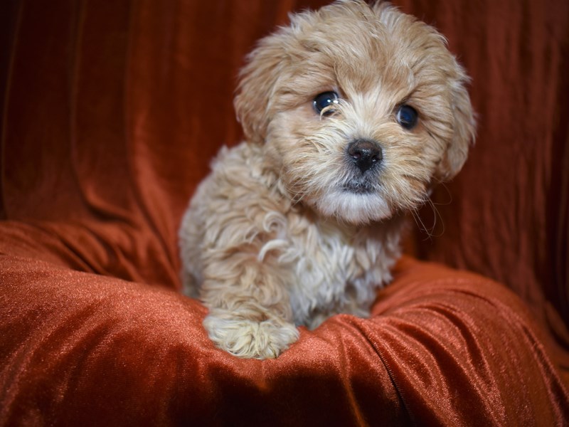 Lhasapoo-Male-Apricot-3572337-Petland Dunwoody