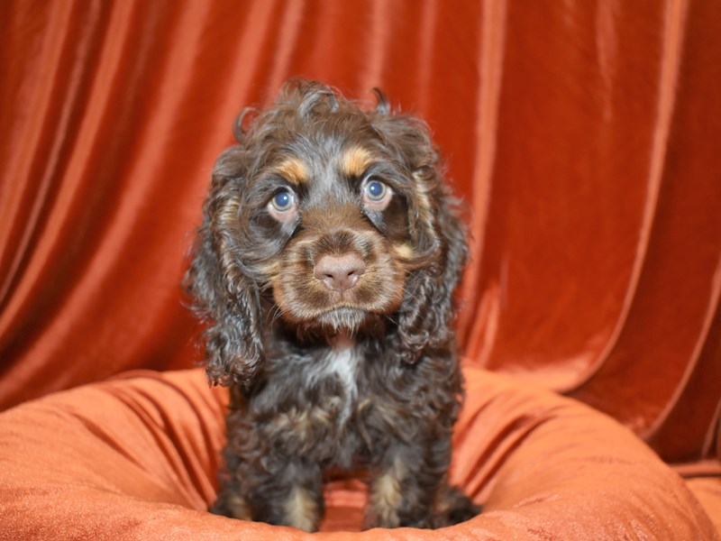 Cocker Spaniel-Male-Chocolate/Tan-3572400-Petland Dunwoody Puppies For Sale