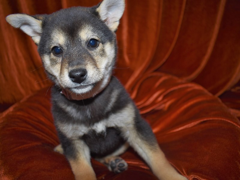 Shiba Inu-Female-Black and Tan-3581124-Petland Dunwoody Puppies For Sale