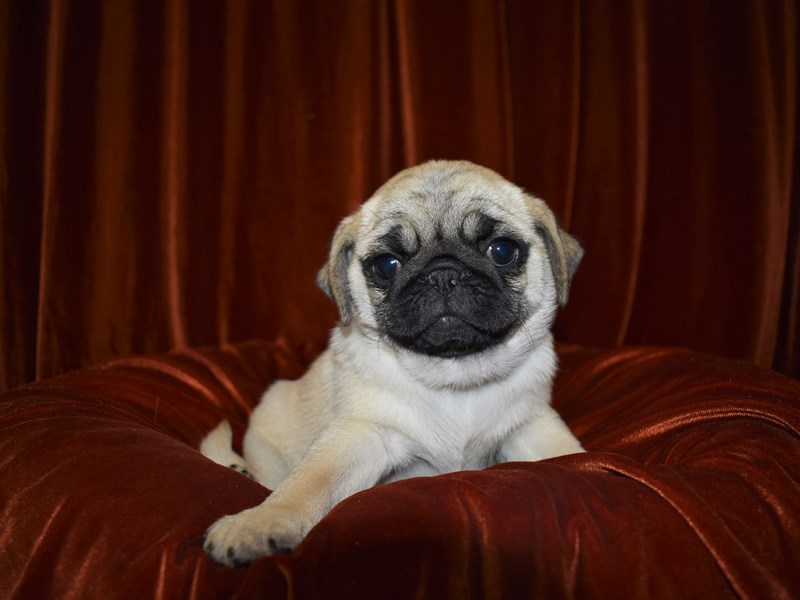 Pug-Female-Fawn-3581042-Petland Dunwoody Puppies For Sale