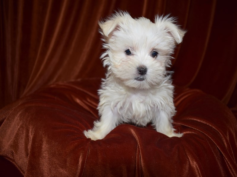 Maltese-DOG-Male-White-3580960-Petland Dunwoody Puppies For Sale